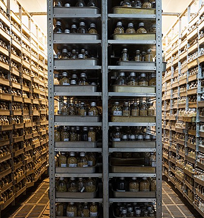 Dornith Doherty, Seed Vault, Kuban Experimental Station, Russia, 2013
Archival pigment photograph, 39 x 36 9/10 in.
DDO-200