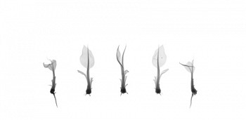 Work:&nbsp;Banana Clones