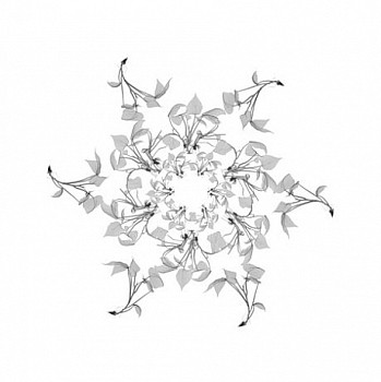 Dornith Doherty - May