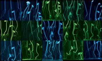 Work:&nbsp;Sunflowers