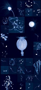 Dornith Doherty - Millennium Seed Bank Research Seedlings and Lochner-Stuppy Test Garden No.4