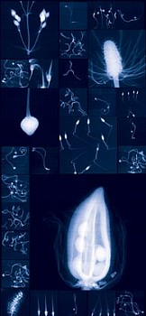 Dornith Doherty - Millennium Seed Bank Research Seedlings and Lochner-Stuppy Test Garden No.3