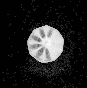 Dornith Doherty - Poppy