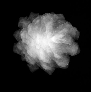 Dornith Doherty - Pine Cone