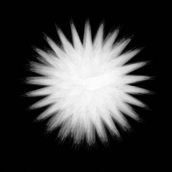 Dornith Doherty - Seed Head No.1