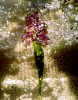 Dornith Doherty, Dry Garden
2003, Chromogenic color photograph, Edition of 9