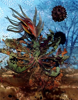 Dornith Doherty - Parrot Feather