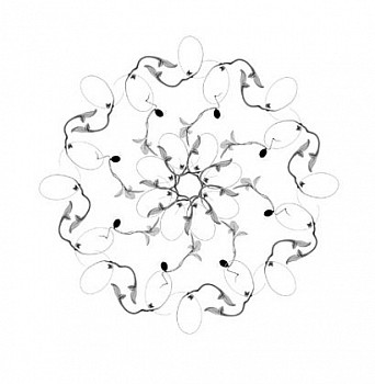 Work:&nbsp;Corncockle