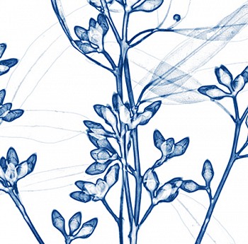 Dornith Doherty - Eucalyptus II