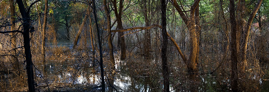 Dornith Doherty, Bottomlands, 2018
Archival Pigment Print on Paper, Edition 1/3, 30 x 88 in.
DDO-233