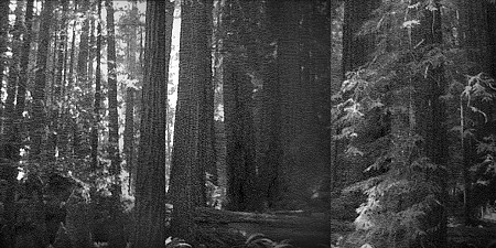 William Betts, Redwoods, Marin County, California, 2012
Acrylic paint on reverse drilled mirror acrylic, 71 x 144 in.
WBE-134