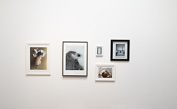 Misty Keasler: Sanctuary Dispatches 