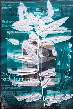 Dornith Doherty - Parablechnum lechleri / Preparing for the Future