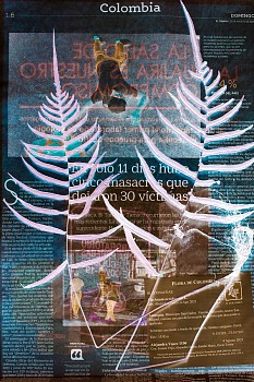 Dornith Doherty - Blechnum occidentale / Thirty Victims in Eleven Days