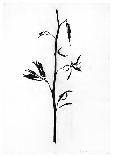 Randy Twaddle, Graft #5, 2023
Charcoal and coffee on paper, 41 1/2 x 29 1/2 in.
RTW-043