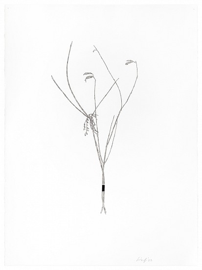 Randy Twaddle, Bouquet #5, 2023
Ink on paper, 30 x 22 1/4 in.
RTW-052